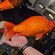 A photo of a goldfish found in Keller Lake in Burnsville, Minnesota.
